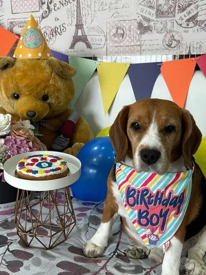 Koko the Beagle from Kanpur celebrating with our Flower Power cake. This shows that our pan-India delivery brings the party to your doorstep, no matter where you are.