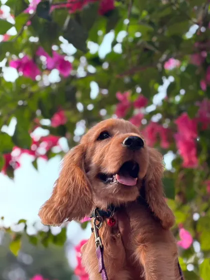 Welcoming the lovely Jenny! This friendly Cocker Spaniel is starting her puppy school journey, and I can't get enough of her happy expression.