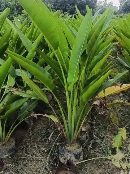 A close-up of our Traveller Palm stock. These plants are excellent for adding a dramatic, architectural element to green spaces.