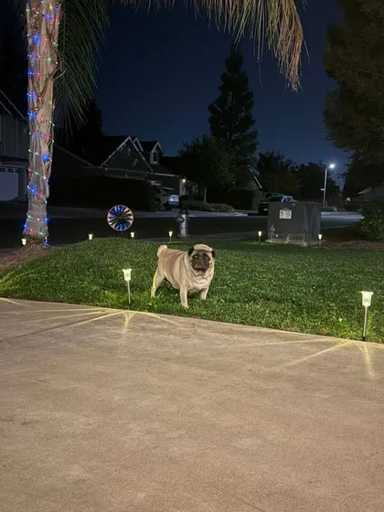 Buddy enjoying his new American neighborhood at night. He made it! From a fitness journey in India to a happy life in the USA.