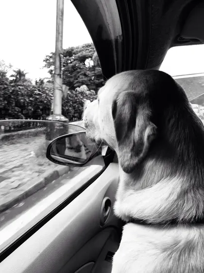 Taking in the sights and smells. I ensure pets get to enjoy the journey safely, just like this Labrador looking out the window.