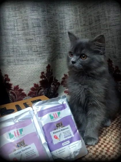 This fluffy grey kitten is eyeing the Mackerel Makarena. It's never too early to start them on a healthy, natural diet.