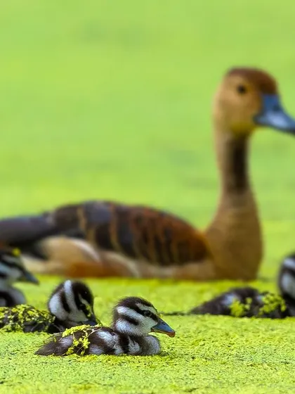 A family of Lesser Whistling Ducks on a pond covered in vibrant green duckweed. The focus is on the adorable ducklings in the foreground, creating a charming and artistic composition.