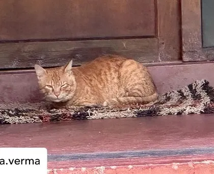 A sleepy cat finds a comfortable spot on a porch. Our animal friends add to the homely and peaceful atmosphere of the retreat.