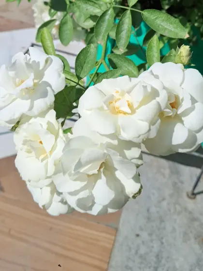 A bunch of white roses seen from the side.