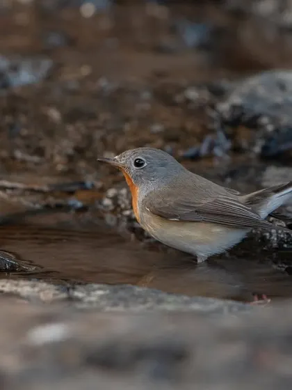 A moment of calm for the Red-breasted Flycatcher after a vigorous splash.