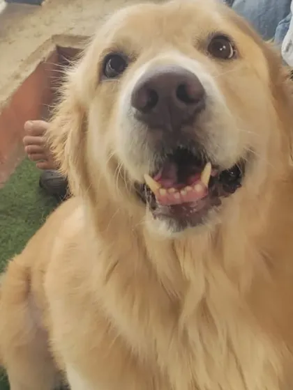 A happy Golden Retriever, one of the many that are part of our extended family.
