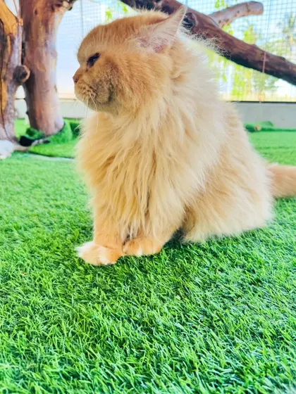 A majestic Persian cat surveying its kingdom. The calm and quiet of our dog-free cattery allows even the most sensitive cats to settle in and relax.