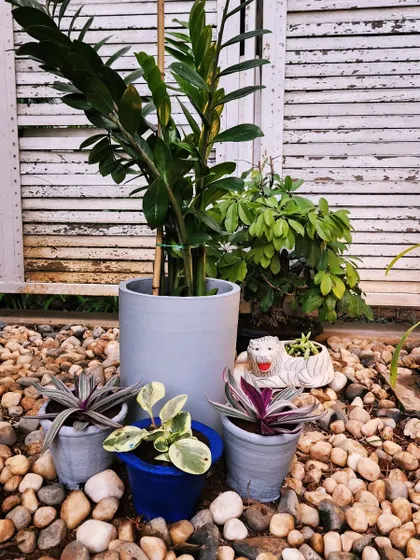 A close-up of a garden corner with varied plants in stylish pots set on a bed of pebbles.