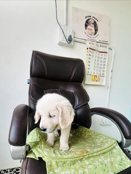 The new office supervisor has arrived! This little puppy is checking things out from the comfort of the big chair.
