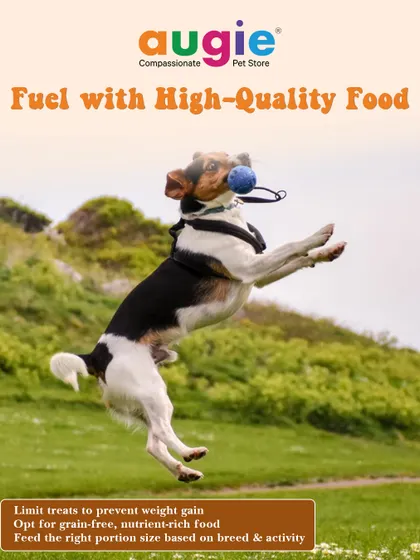 Fueling your dog with high-quality food is one of the best things you can do for their health. I suggest opting for grain-free, nutrient-rich food and feeding the right portion size based on their breed and activity level.