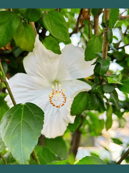 A pure white native Hibiscus flower peeking through lush green leaves. Simple, elegant, and hardy, native varieties of hibiscus are excellent choices for any sustainable garden.