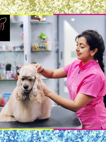 Oscar the American Cocker Spaniel is getting pampered. Maintaining this breed's long, silky coat requires regular, professional attention to prevent matting.