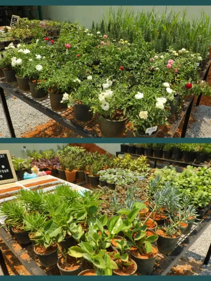 Our succulent bar and rose section were huge hits on our opening day. We offer a wide variety of succulents that you can pot yourself, alongside rows of beautiful, fragrant rose plants ready to be taken home.