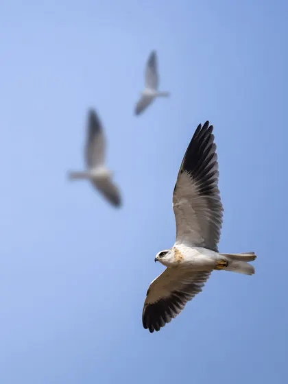 A trio of Black-shouldered Kites in flight. I used a shallow depth of field to keep the lead bird in sharp focus while the others create a sense of depth and movement in the background.