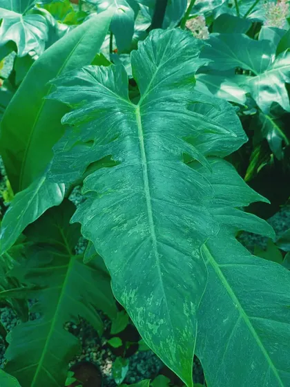 The Philodendron Golden Dragon is a stunning hybrid aroid. Its mature leaves develop a unique mottled variegation and a dragon-head shape, making it a fantastic centerpiece for any collection.