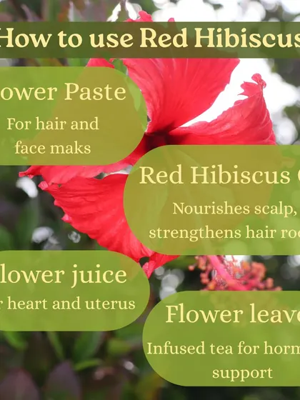 This graphic shows how to use Red Hibiscus. Its flower can be made into a paste for hair masks, an oil to nourish the scalp, or a juice to support the heart and uterus.