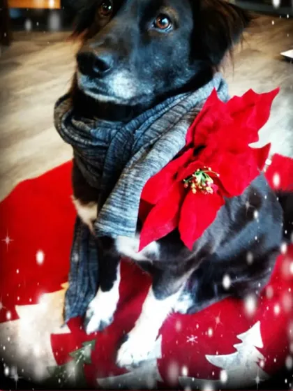 Gauri, celebrating her first Christmas in the USA. Seeing her so loved and festive after her difficult start is the most wonderful reward.