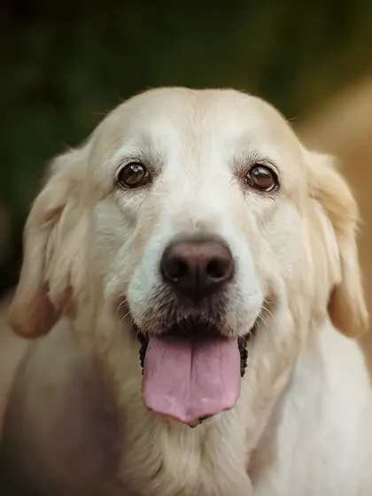 There's a reason they're called Golden Retrievers. This is the kind of soulful, happy expression I aim to capture in every portrait. Using soft, natural light, I focus on the eyes to bring out the warmth and gentle nature that makes them such beloved family members.