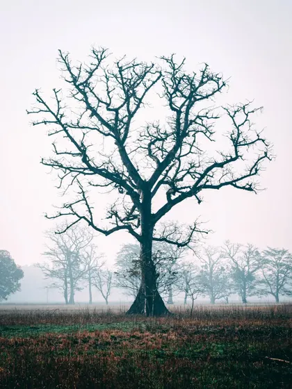 A lone, leafless tree standing in a foggy field in Bardiya National Park, Nepal. The minimalist composition creates a moody and atmospheric nature photograph.