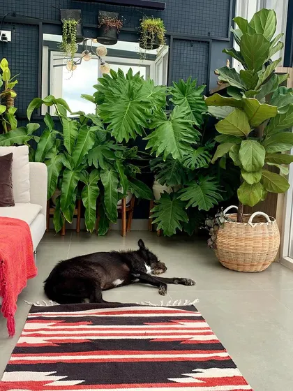 My dog Bozo enjoying a nap in my plant-filled balcony. It shows how our homes and our passions, like plants and pets, can come together.