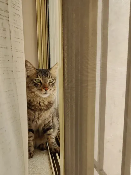 Reiki the cat, peeking out from his hiding spot. I always give cats the space they need to feel secure.