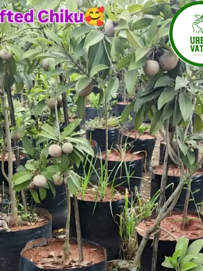 A grafted Chiku (Sapodilla) plant, already bearing fruit in the nursery.