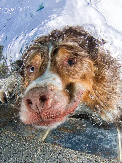 A dog taking a little break at the edge of the pool. We make sure to capture the moments in between the dives, showing your pet's personality in and out of the action.