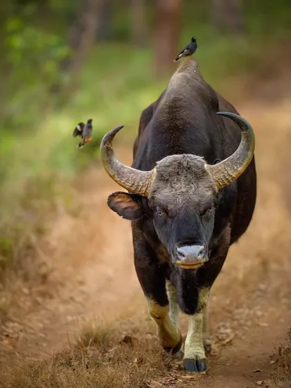 A duplicate of the powerful Bull Gaur from the featured gallery, showcasing its immense size and muscular build as it walks the forest path.