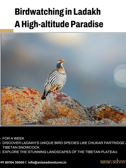 A Chukar Partridge stands on a colorful, lichen-covered rock in the high-altitude desert of Ladakh. This bird is a classic sighting on our birdwatching tours across the Tibetan Plateau.