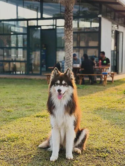 This beautiful husky is enjoying the cool grass with our cafe in the background.