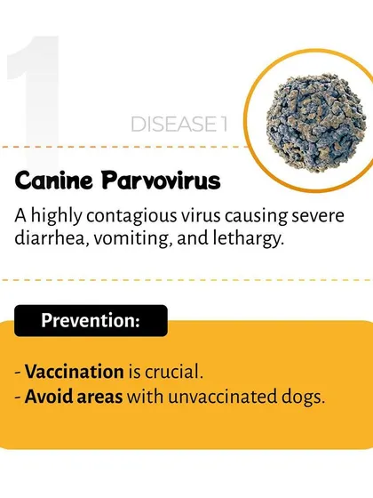 Canine Parvovirus is a highly contagious and serious illness. We explain that vaccination is the most crucial step in prevention, along with avoiding areas where unvaccinated dogs may be present.