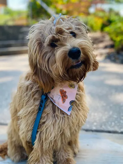 Goldie the mini doodle, looking sweet and content. Her two-week bootcamp helped her build confidence and work through her resource guarding issues.