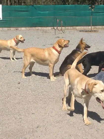 A pack of Labradors and a German Shepherd enjoying their time together. Our supervised environment ensures all interactions are safe and positive.