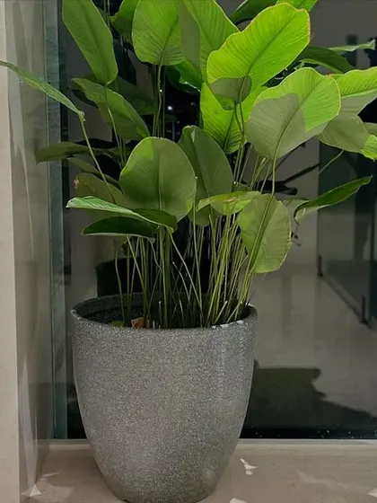 Even a simple plant on a windowsill can bring joy. This Calathea, with its beautiful broad leaves, adds a touch of green to a modern interior and thrives in the indirect light from the window.