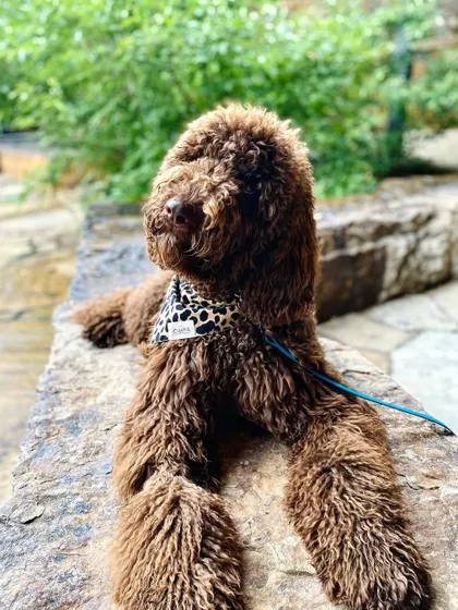 London, a doodle graduate, looking majestic. We helped her owners manage her leash reactivity and her habit of taking things for attention.