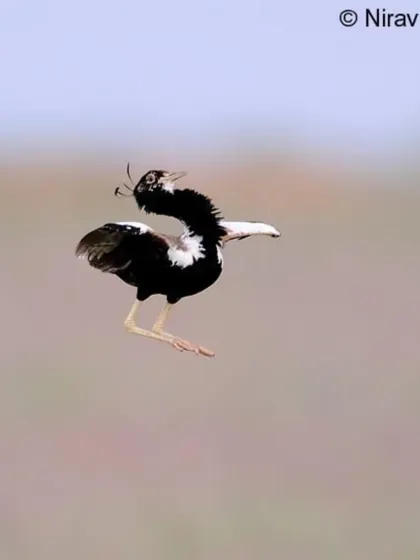 The Lesser Florican, a critically endangered bustard, in its spectacular jumping courtship display. We run specialized tours to the grasslands of Rajasthan during the monsoon, offering a rare chance to see this behavior.