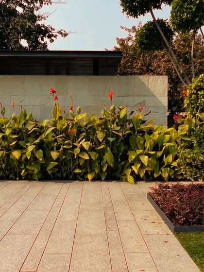 The warm evening light catches the red flowers of the Canna lilies. The design considers how natural light will interact with the landscape throughout the day.