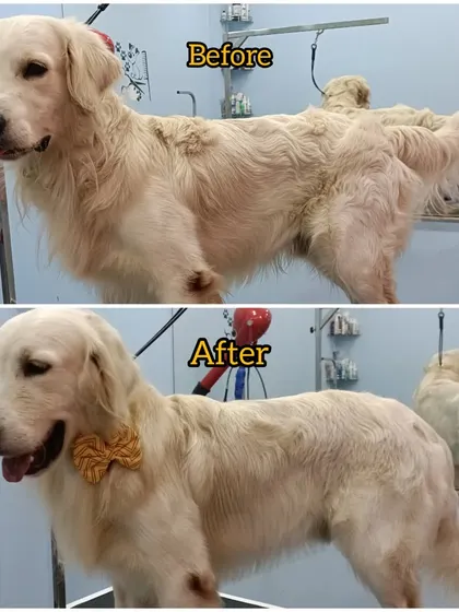 A before and after that shows the power of a good de-shedding and grooming session. Casper the English Retriever is now looking sleek, healthy, and ready for the holidays.
