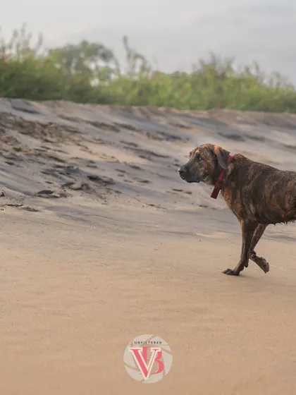 Kumbha the gentle giant enjoying a walk on the sandy beach. The vast, open space is a perfect backdrop for a large dog.