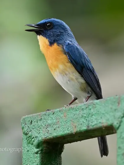 Perched on a man-made railing, the Tickell's Blue Flycatcher is quite a confiding bird in some localities. Its short, metallic song often reveals its presence long before you spot its brilliant blue and orange feathers.