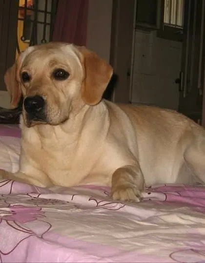 Cookie, comfortable and at home, a true sign of a happy boarder.
