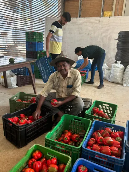 A farmer proudly sits with crates full of freshly harvested red bell peppers. This is the result of months of hard work and dedication to sustainable growing practices.