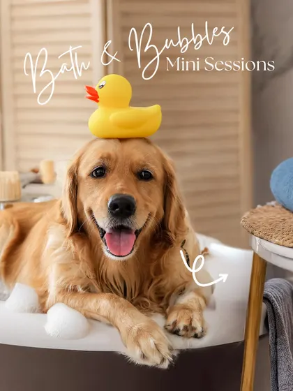My 'Bath & Bubbles' mini-sessions are so much fun. This happy golden retriever is relaxing in a tub, balancing a rubber ducky on his head. It's all the cuteness of bath time with none of the mess.