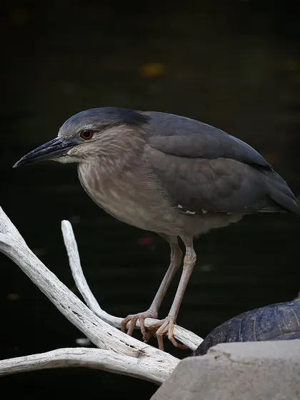 The red-eyed gaze of a Black-crowned Night Heron. This specimen was hunting patiently from a dead branch, staying motionless for several minutes as it watched for prey in a lake in Hong Kong.