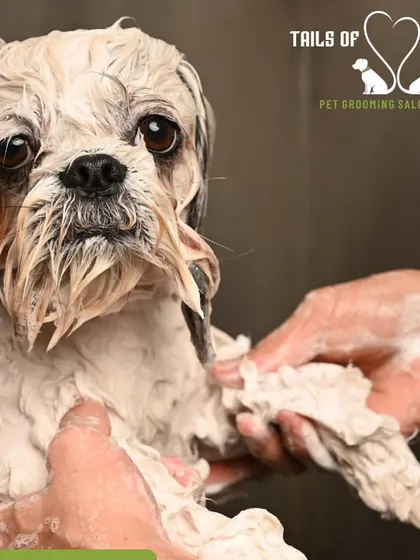 A soothing, sudsy bath is the first step in our tick and flea treatment. We ensure the product is applied thoroughly for maximum effectiveness.