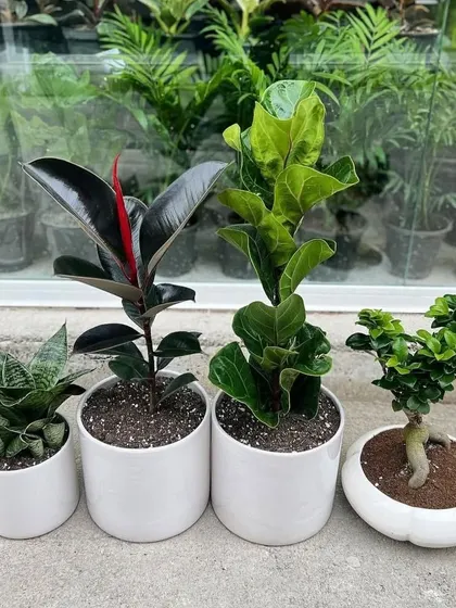 A versatile collection of four popular indoor plants: a Snake Plant, Rubber Plant, Fiddle Leaf Fig, and a Ginseng Ficus Bonsai. This shows the variety we can provide for tabletop and shelf decor.