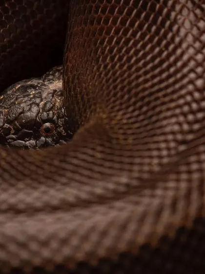 A Red Sand Boa coiled up. The texture of its scales and the deep, earthy color create an abstract and beautiful pattern.