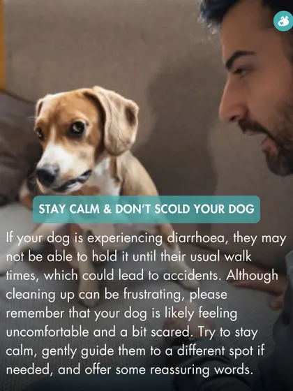 When your dog has diarrhea, accidents can happen. It's crucial to stay calm and not scold them, as they are likely feeling uncomfortable and scared.