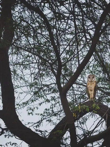 A Barn Owl in a forest patch in Gurgaon. While common in urban areas, seeing them in their more traditional habitat is always special.